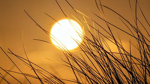 Maram grass in the sun post image