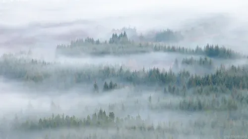 Trees in Autumn Mist post image