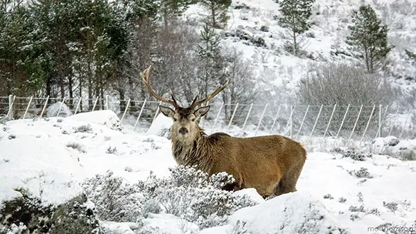 Stag in the snow post image