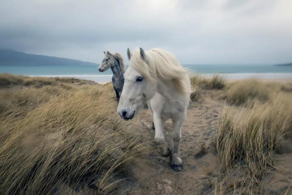 Highland ponies in the rain post image