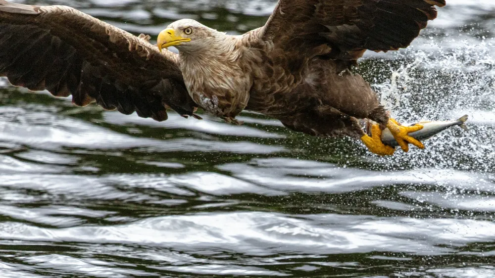 Sea Eagles at Loch Shiel post image