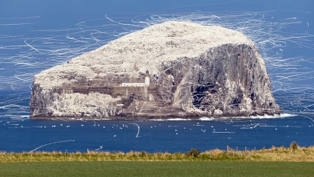 Bass Rock bird trails - revisited post image