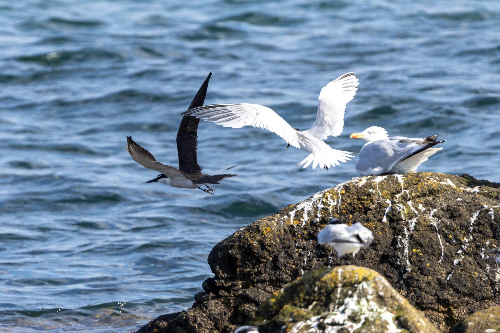 Birds in Fife