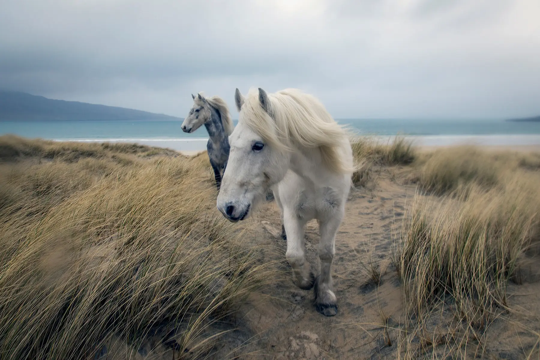 Highland ponies in the rain