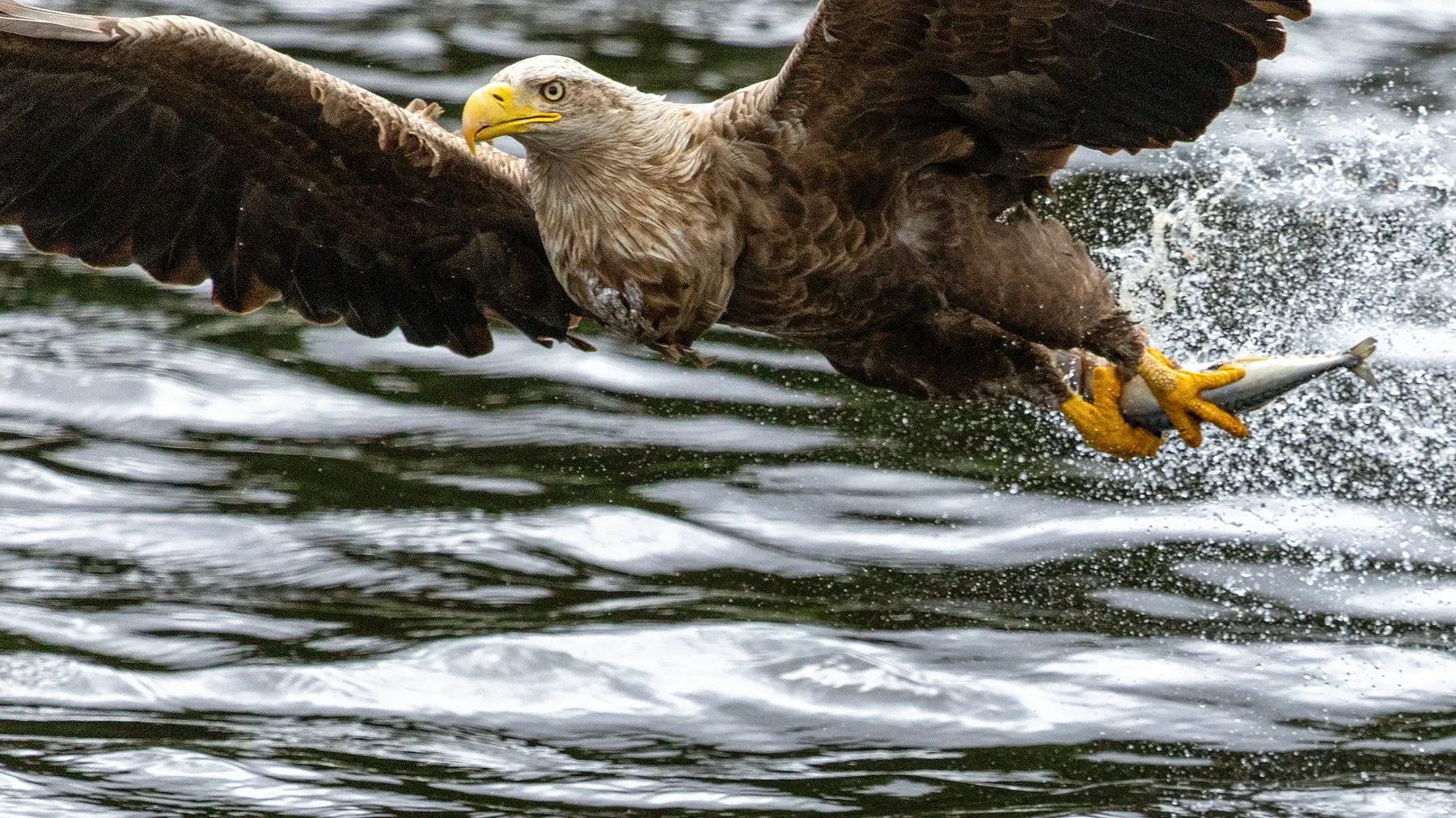 Sea Eagles at Loch Shiel