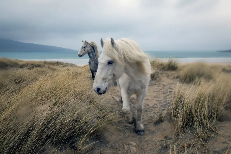 Highland ponies in the rain